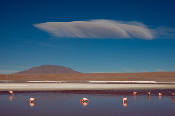 Flamingos in einer Lagune in Bolivien (Altiplano) © chris74