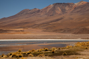 Flamingos in einer Lagune in Bolivien (Altiplano) © chris74