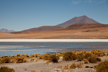 Flamingos in einer Lagune in Bolivien (Altiplano) © chris74
