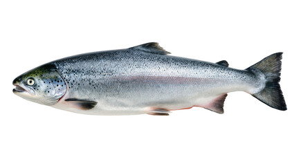 Obraz premium Whole fresh salmon fish with silver scales and dark spots, isolated on transparent background