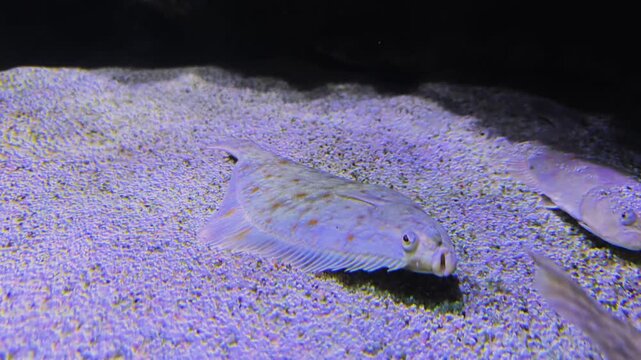 Close up of a flat fish or. flounder swimming close to the seabed or ground underwater	