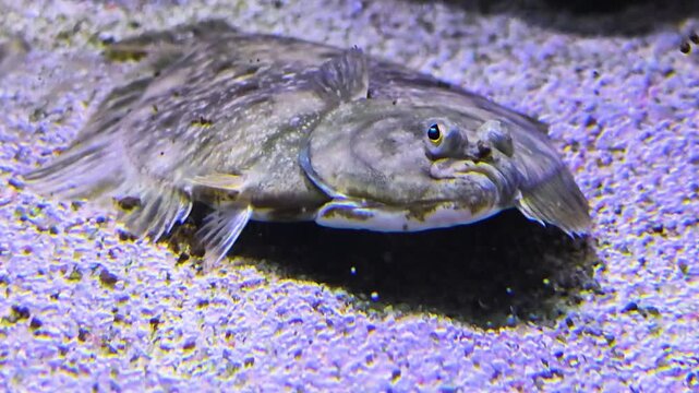 Close up of a flat fish or. flounder swimming close to the seabed or ground underwater	