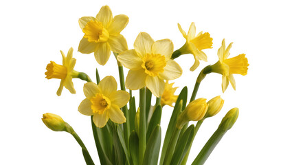 Bunch of yellow daffodils with green stems, isolated on transparent background © Elena
