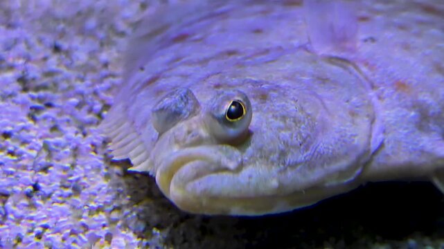 Close up of a flat fish or. flounder swimming close to the seabed or ground underwater	