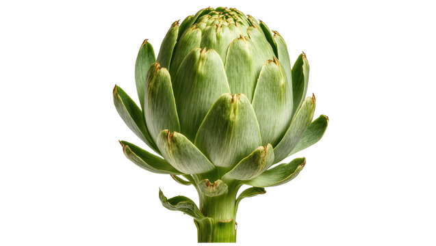Fresh green artichoke with layered petals and stem, isolated on transparent background
