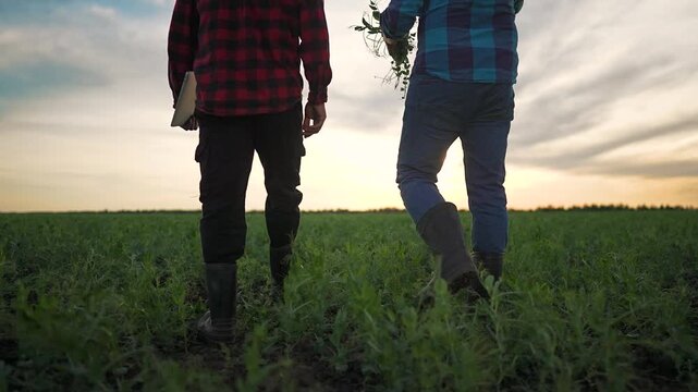 Farmer and man walk through grass. Talk grows under sunset light. Outdoor field builds quiet team trust. Farmer checks nature near man. Sunset colors field calmly. Grass marks slow walk of farmer.