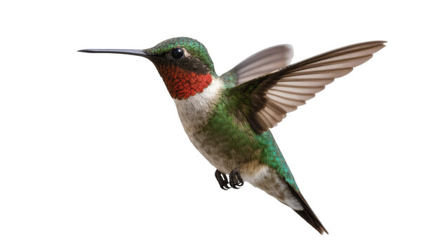 Ruby-throated hummingbird with green plumage and red throat, isolated on transparent background