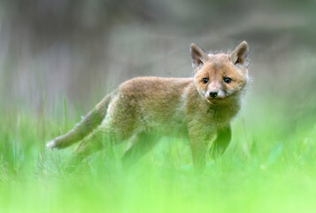 Fototapeta premium Cute young red fox in the forest ( Vulpes vulpes )