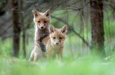 Fototapeta premium Cute young red fox in the forest ( Vulpes vulpes )