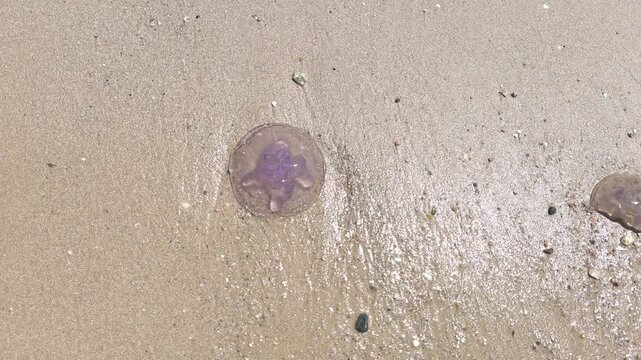 A beached jellyfish. A Pelagia noctiluca jellyfish in the Red Sea is washed by the waves on a hot day at a tourist beach.