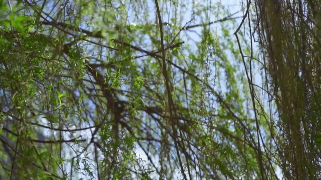 Extreme close-up of young willow leaves on hanging branches moving against a blurred background.