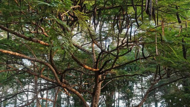 Flamboyant tree seed pods hanging from branches, Delonix regia in tropical forest environment, sunlight filtering through green leaves, botanical nature background.