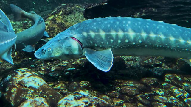 Close up of a large sturgeon slowly swimming along on the ground along a river underwater
