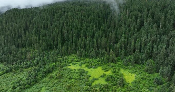 Aerial view of forest and grassland landscape in fog and rain	