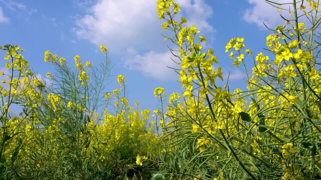 Yellow canola flowers blooming in field under blue sky