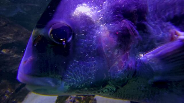 Close up of a yellow snapper fish swimming beside a coral reef underwater
