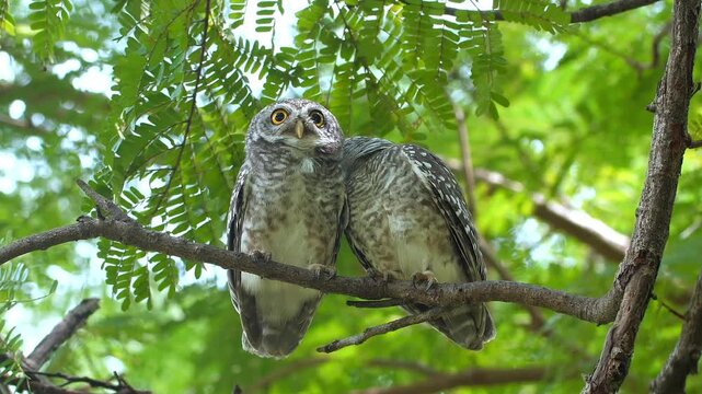 Two spotted owlets perched together on a tree branch under green foliage in a tropical forest during daytime. One owl looks upward while the other preens. Natural wildlife behavior medium shot.