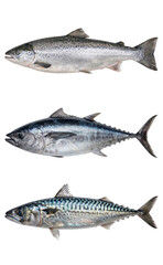 Obraz premium A vibrant salmon leaping against a blurred natural backdrop, perfectly isolated with a clean png cutout for versatile design elements, transparent background.