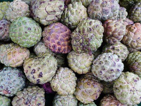 Close-up of ripe organic custard apple fruits with green scaly skin for healthy food.