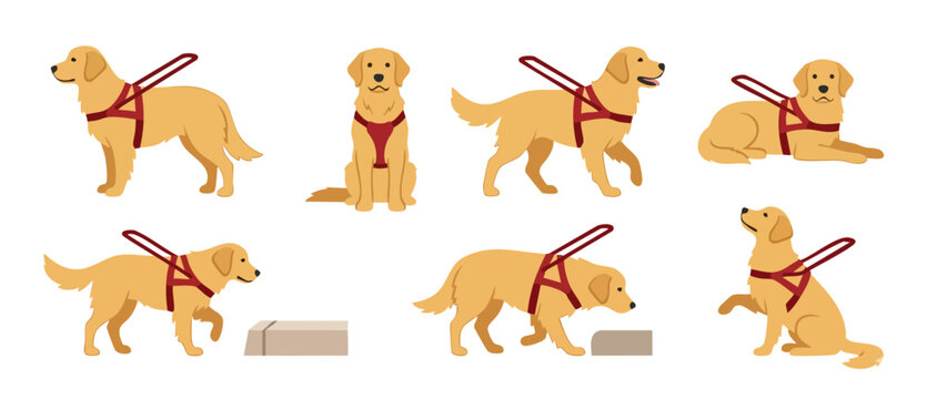 Guide Dog Set Golden Retriever Illustration, Assorted Poses of Assistance Dogs Wearing Red Harnesses for Visually Impaired Persons, Disability Support Concept, Flat Vector Graphic Collection on White