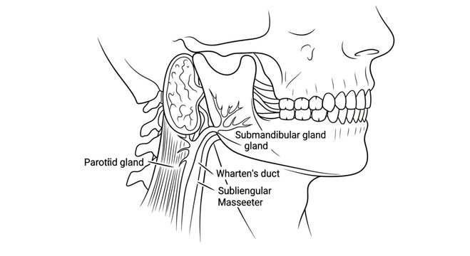 Anatomical Diagram of Human Salivary Glands and Jaw Structure