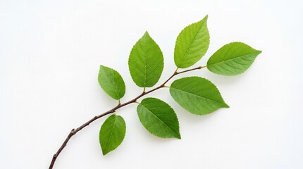 Fototapeta premium Vibrant Green Leaves on a Branch Against a Clean White Background.