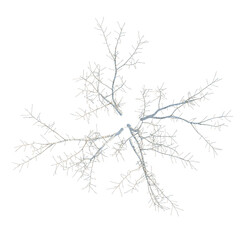 Fototapeta premium Acer negundo tree plan, top view, cutout, transparent background, isolate, Delicate branch pattern, intricate network of thin lines, abstract organic texture, detailed illustration