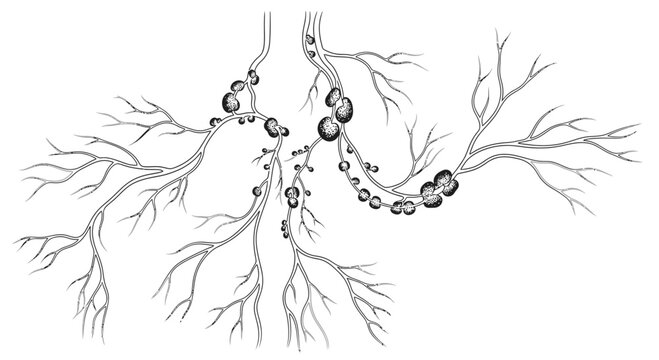 Anatomical Illustration of Human Lymphatic System Nodes and Vessels