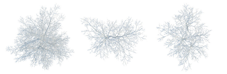 Obraz premium Betula platyphylla tree plan, top view, cutout, transparent background, isolate, Delicate tree branch pattern with intricate details, perfect for elegant design and nature-inspired art.