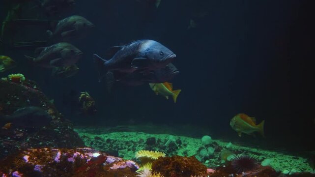 This footage captures the detailed head of a large fish, possibly arapaima tarpon, as it glides through the water at the Vancouver Aquarium in Stanley Park.