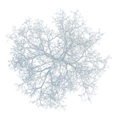Obraz premium Fraxinus chinensis tree plan, top view, cutout, transparent background, isolate, Delicate Branch Structure, Intricate Details, Natural Pattern, Botanical Illustration, Organic Design