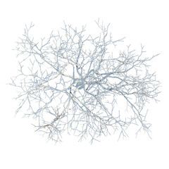Fototapeta premium Melia azedarach tree plan, top view, cutout, transparent background, isolate, Delicate Branch Pattern, Intricate Natural Design, Botanical Texture, Organic Element, Detailed Structure
