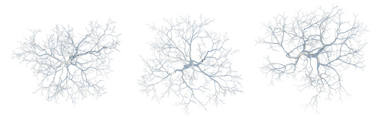 Fototapeta premium Melia azedarach tree plan, top view, cutout, transparent background, isolate, Detailed close-up of intricate tree branches, showcasing the beauty of nature's design and complexity.
