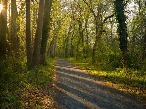 Early morning sun shining through the trees along the C&O Canal in Sharpsburg, Maryland, USA; copy space