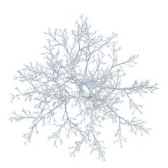 Fototapeta premium Ulmus pumila tree plan, top view, cutout, transparent background, isolate, Delicate coral reef structure, a stunning natural underwater ecosystem close-up, detailed texture.