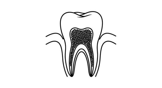 Anatomy of a Human Tooth Cross Section Line Art Illustration