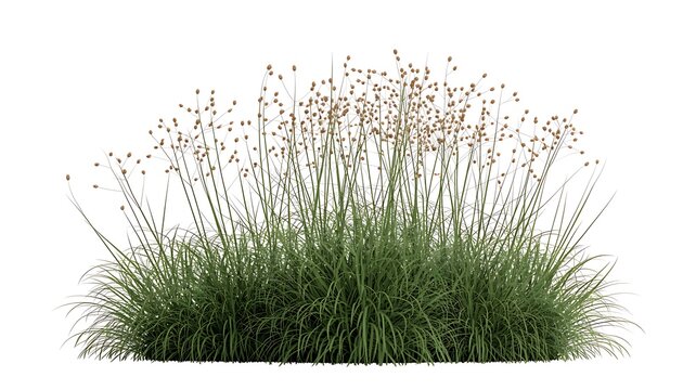 A detailed photograph of an ornamental grass with seed heads in a garden setting