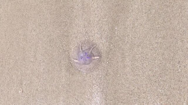 A beached jellyfish. A Pelagia noctiluca jellyfish in the Red Sea is washed by the waves on a hot day at a tourist beach.