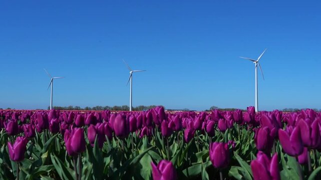 Rows of blooming tulips in the foreground contrast with wind turbines in the background, showcasing the integration of flower farming with wind-powered energy systems.