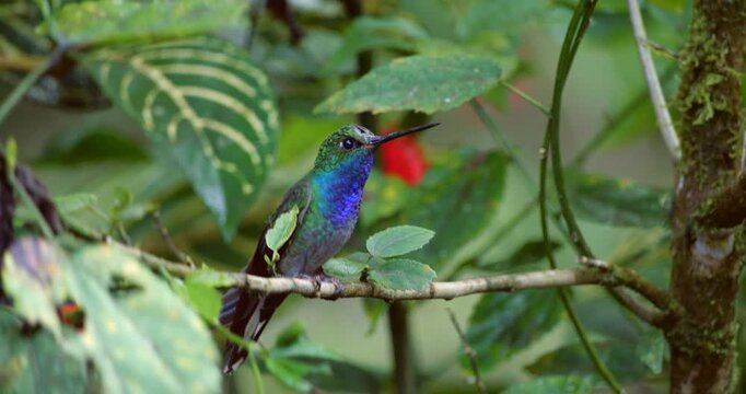 White Tailed Hillstar hummingbird (Eurochroa leucura). In montane rainforest at 1,500m elevation near Rio Quijos on the Amazonian slopes of the Andes in Ecuador