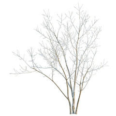 Fototapeta premium Acer negundo tree, elevation, front view, cutout, transparent background, isolate, Bare Tree Branches on White Background - Winter Tree Silhouette for Design Elements