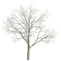 Obraz premium Acer saccharum tree, elevation, front view, cutout, transparent background, isolate, Detailed silhouette of a bare tree branch, a minimalist nature study, vector design.