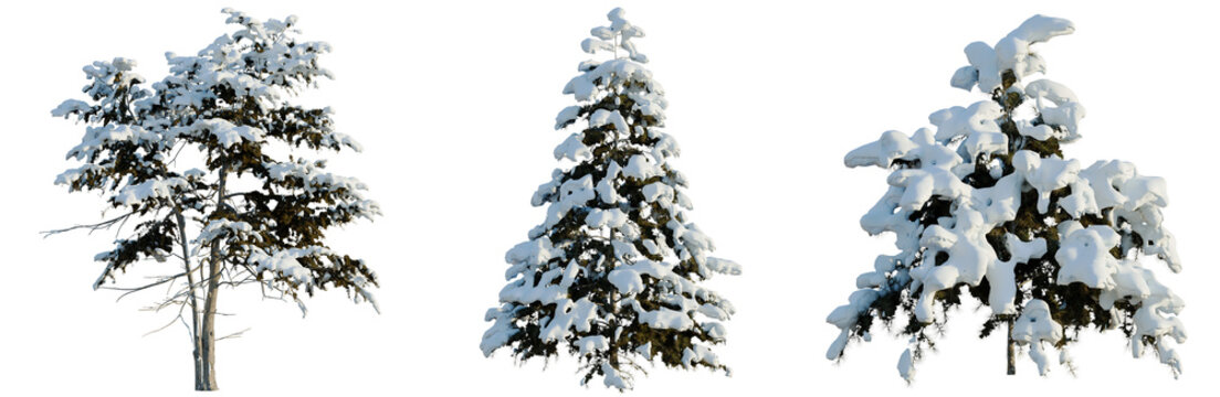 Cedrus deodara tree, elevation, front view, cutout, transparent background, isolate, Snow-covered pine tree in winter landscape, detailed texture, high resolution image.