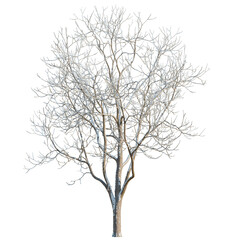 Obraz premium Melia azedarach tree, elevation, front view, cutout, transparent background, isolate, Bare Tree Branches Against Sky Background, Winter Season, Nature, Minimalist Design