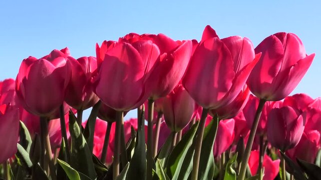 Rote Tulpen auf Tulpenfeld in Nahaufnahme, Niederlande