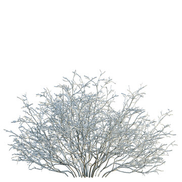 Shrub glauca tree, elevation, front view, cutout, transparent background, isolate, Bare Winter Tree Branches with Snow, Realistic Detailed Texture, Winter Season, Natural Background