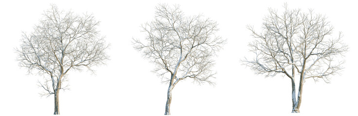 Obraz premium Ulmus davidiana tree, elevation, front view, cutout, transparent background, isolate, Detailed Lonely Tree Branch Silhouette Isolated on Background for Design Elements and Backgrounds