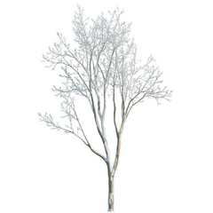 Obraz premium Ulmus pumila tree, elevation, front view, cutout, transparent background, isolate, Detailed Silhouette of a Bare Tree Branch with Delicate Twigs, Nature Symbol