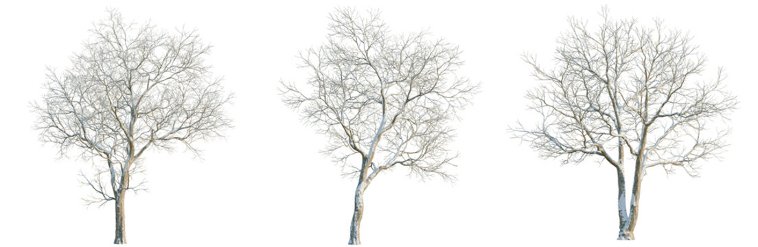 Ulmus davidiana tree, elevation, front view, cutout, transparent background, isolate, Detailed Lonely Tree Branch Silhouette Isolated on Background for Design Elements and Backgrounds