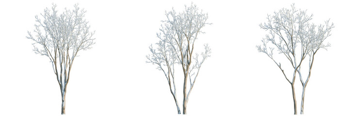 Obraz premium Ulmus pumila tree, elevation, front view, cutout, transparent background, isolate, Delicate Tree Branch with Tiny Leaves, Detailed Botanical Illustration, Nature's Beauty, Springtime
